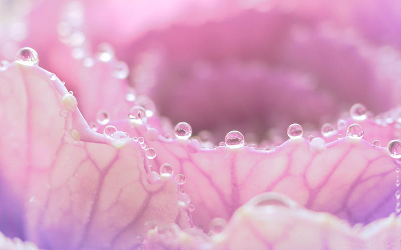 morning dew on pink flower-Natural plant macro, HD wallpaper