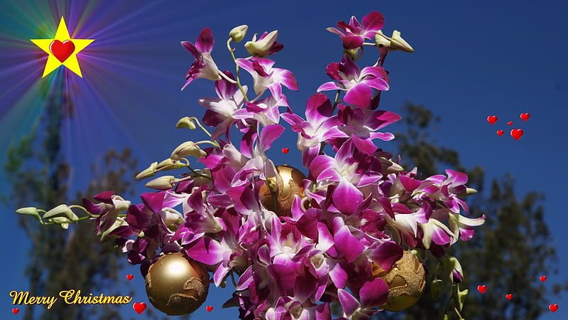 Merry Christmas, blossoms, flowers, orchids, decoration, bulbs, HD wallpaper