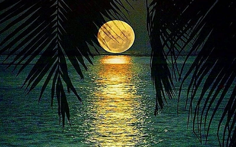 Full Moon over the Sea, Sea, Reflection, Sky, Moonlight, Palm leaf, Night, HD wallpaper