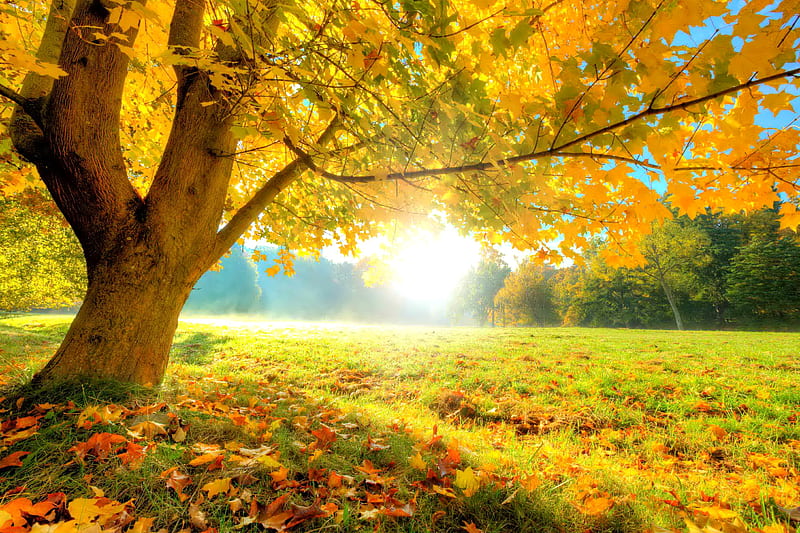 Autumn park, autumn, tree, leaves, shade, park, bonito, foliage, fall, sun, colors, HD wallpaper