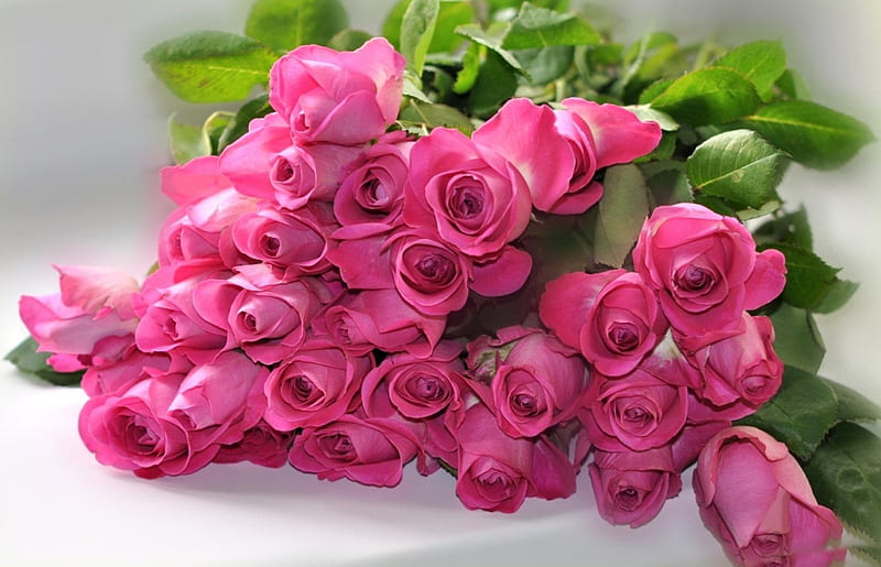 * Pink Roses *, flower, flowers, nature, roses, HD wallpaper | Peakpx