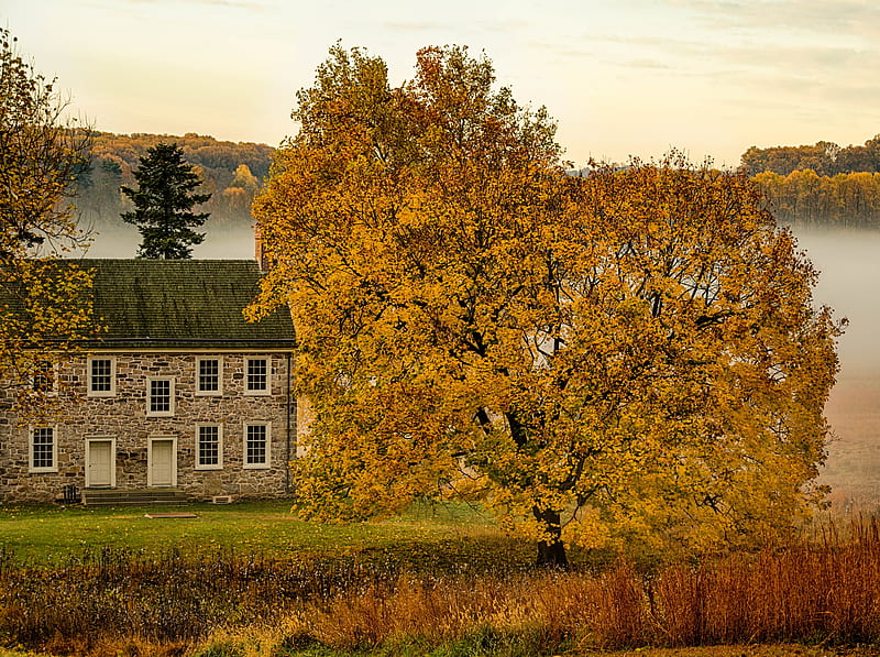 Yellow Tree, House, Mist, Autumn Ultra, Seasons, Autumn, Sunrise, Nature, Landscape, Scenery, Valley, Mist, Fall, fall colors, Colonial, que, pennyslvania, Revolutionary War, Valley Forge Park, HD wallpaper