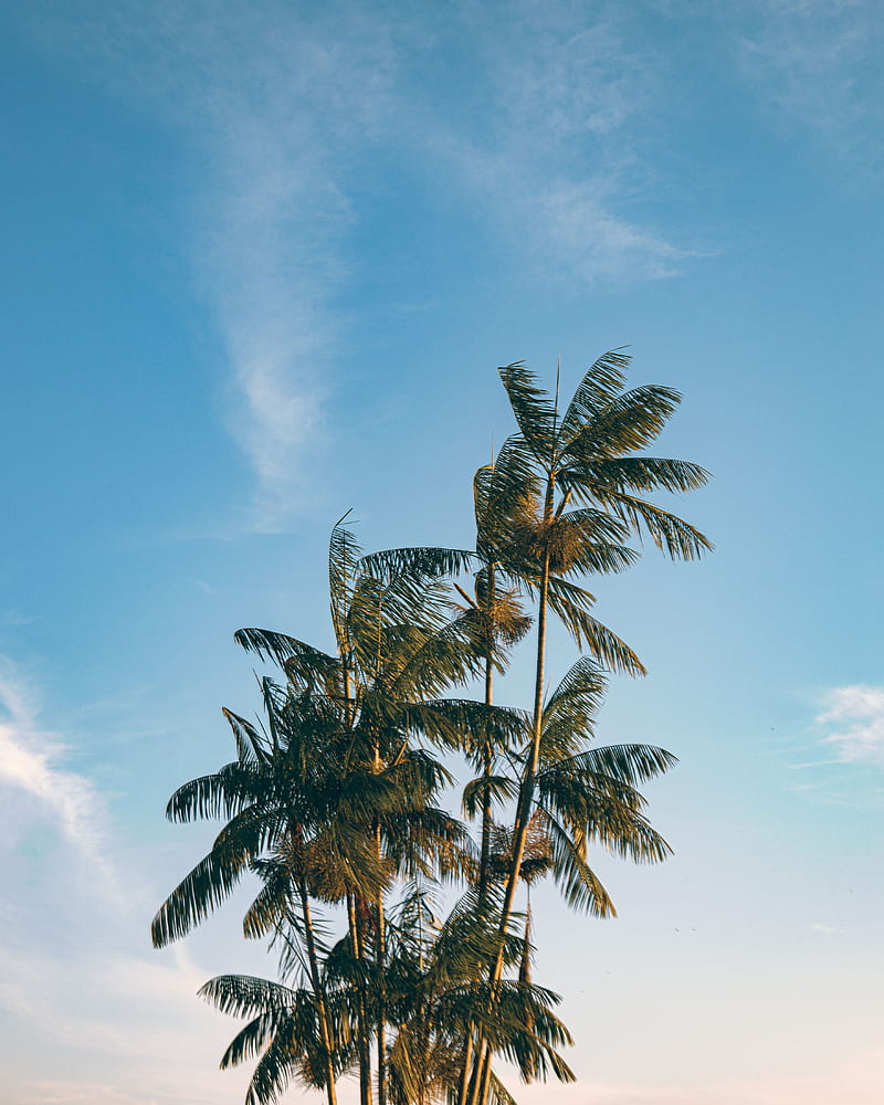 palm, trees, leaves, branches, sky, HD phone wallpaper