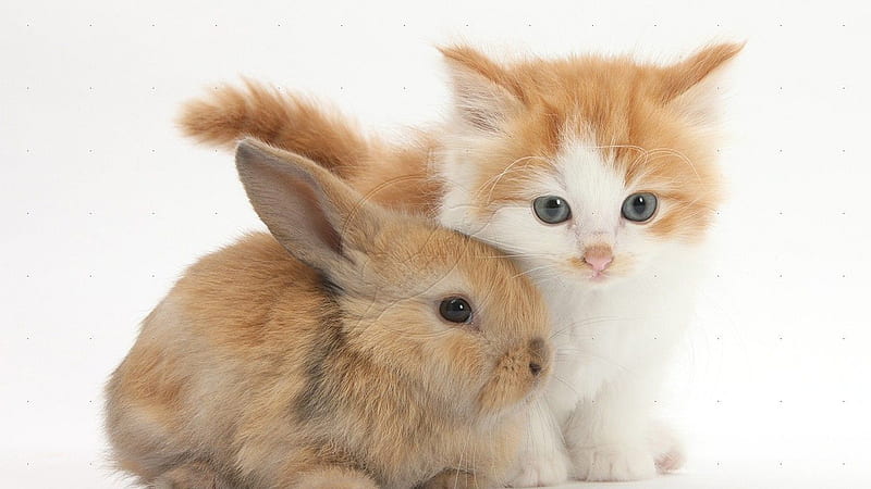 Brown White Cat Kitten And Brown Bunny Rabbit In White Background Kitten, HD wallpaper