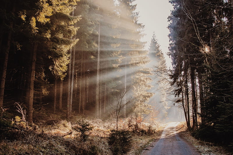 Sunbeams over Autumn Road, Fall Season, Trees, Forests, Sunbeams ...