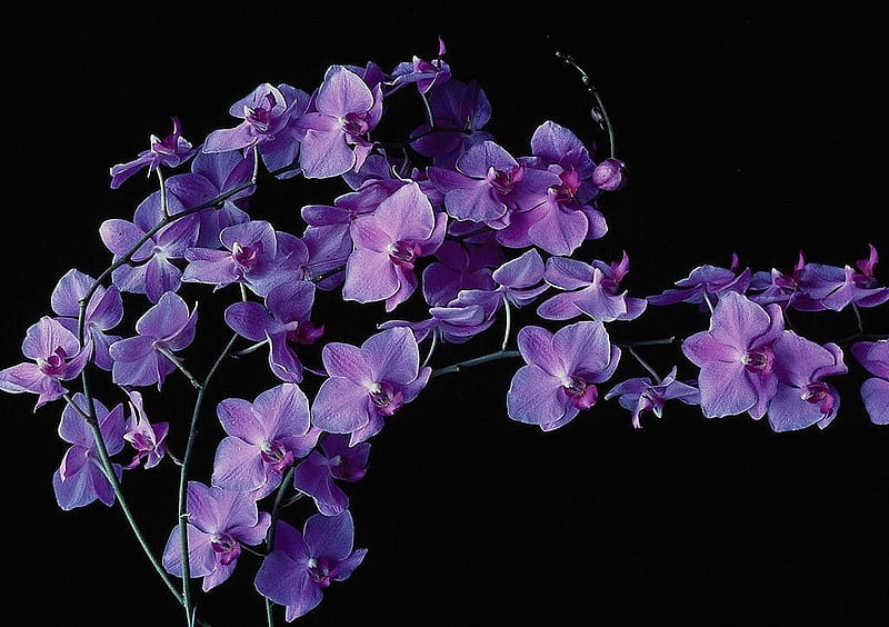 My favorite color, flowers, nature, bonito, purple, HD wallpaper