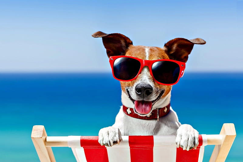 Happy summer!, red, animal, sunglasses, beach, jack russell terrier, summer, puppy, dog, blue, HD wallpaper