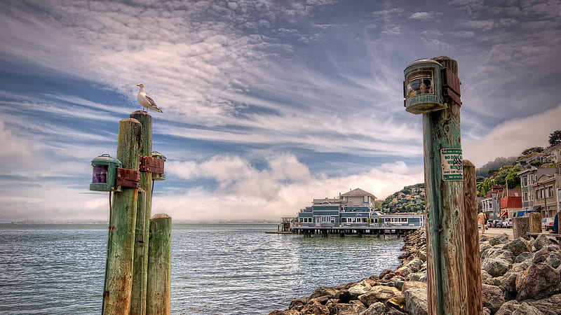 seagull on pillars in coast of san francisco bay r, pillars, stones, bird, town, r, bay, coast, HD wallpaper