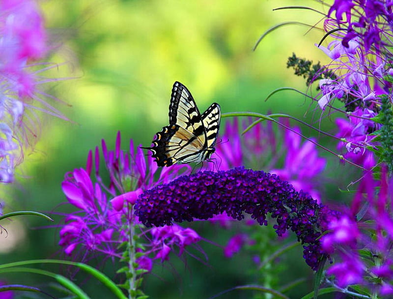 Morning rounds, butterfly, purple, flowers, black, yellow, HD wallpaper