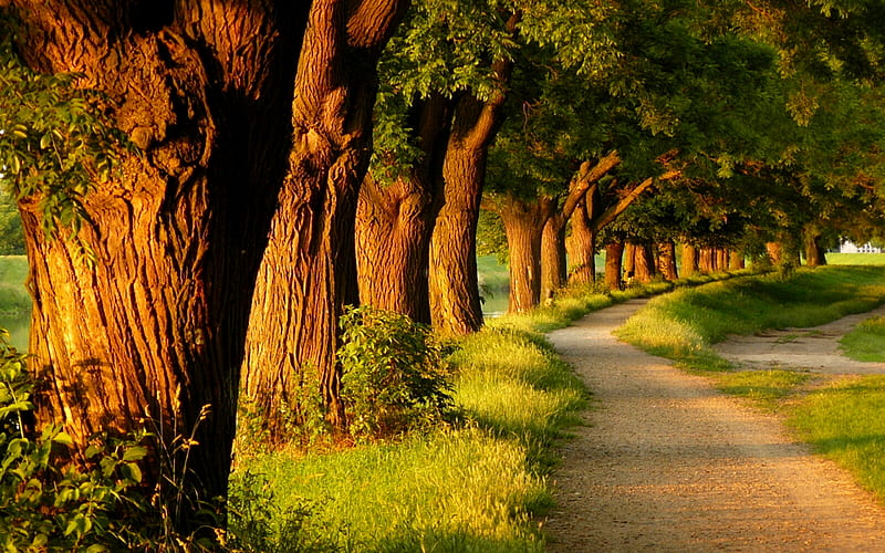FOR A RELAXING EVENING WALK, grass, bonito, trees, tree, alleys, parks, footpath, nature, footpaths, evening, alley, HD wallpaper