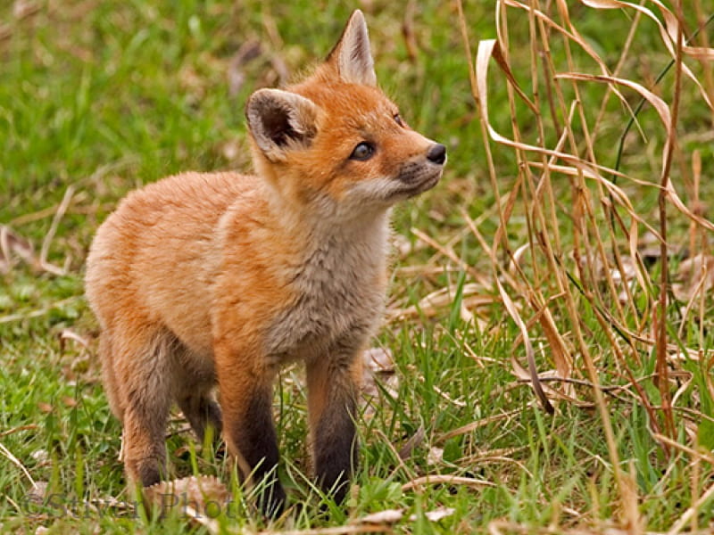 https://w0.peakpx.com/wallpaper/733/675/HD-wallpaper-cute-little-fox-cute-red-cool-little-fox.jpg