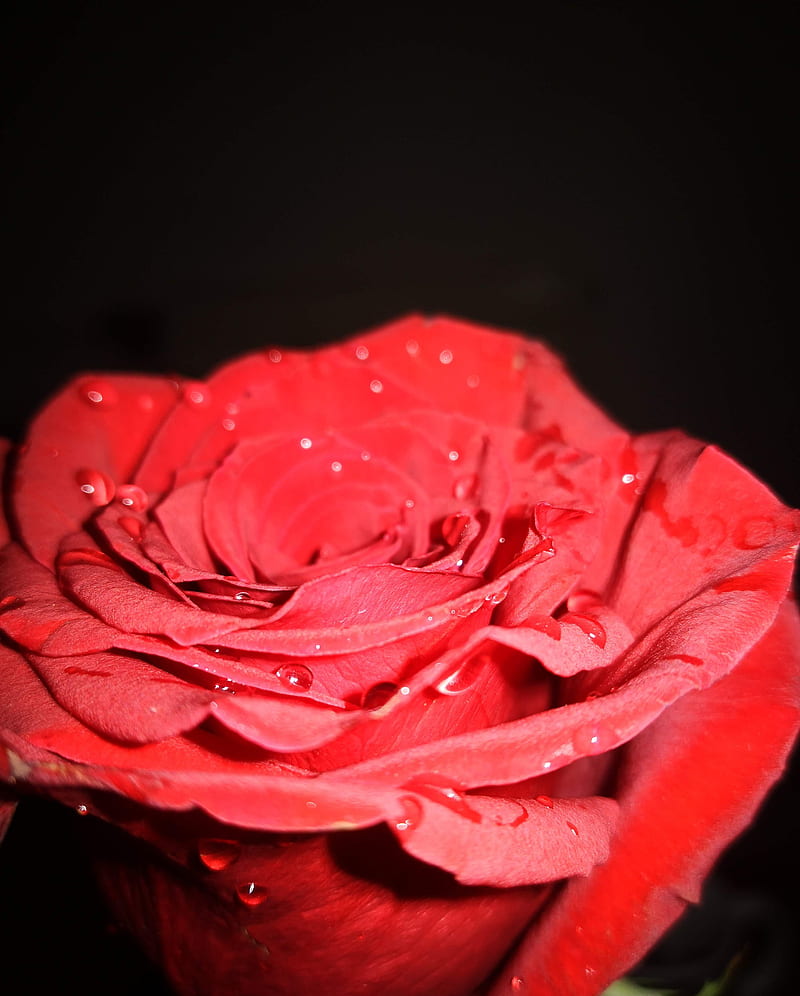 Flowers, rose, love, single, red, black, real, roses, HD phone wallpaper |  Peakpx