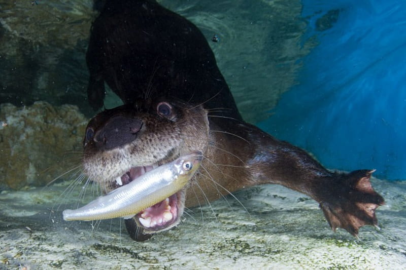 river otter, mouth, catch, fish, with, HD wallpaper