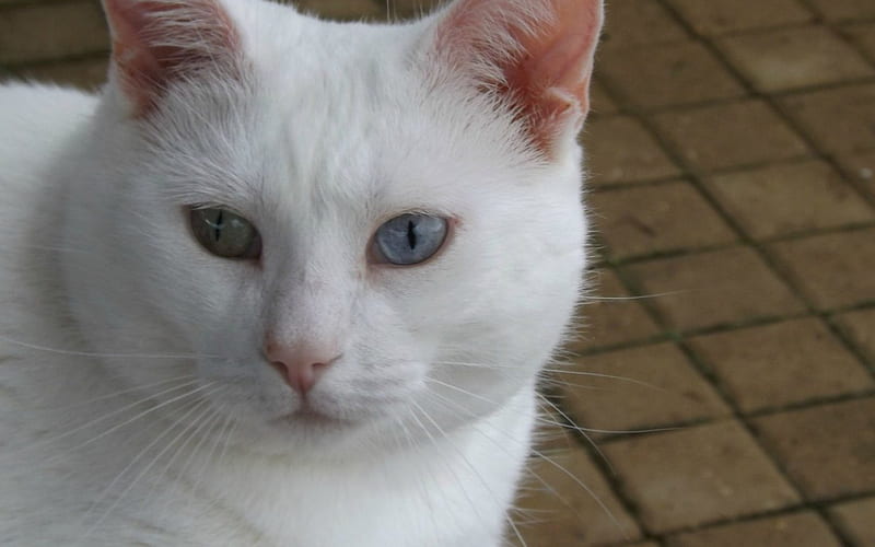 sian, furry, siam, white, cat, eyes, HD wallpaper