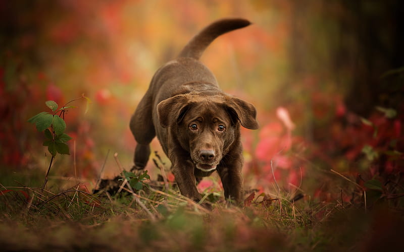 Chesapeake Bay Retriever, forest, dogs, brown dog, pets, cute animals, Chesapeake Bay Retriever Dog, HD wallpaper