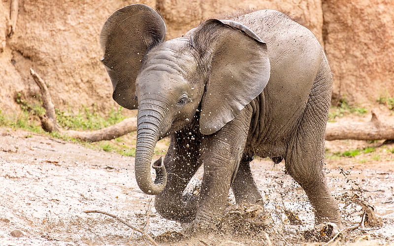 small elephant, zoo, cub, cute animals, mud, elephants, HD wallpaper