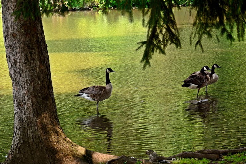 Beautiful Duck , geese, ducks, duck dynasty, canadian geese, ducks in a pond, HD wallpaper