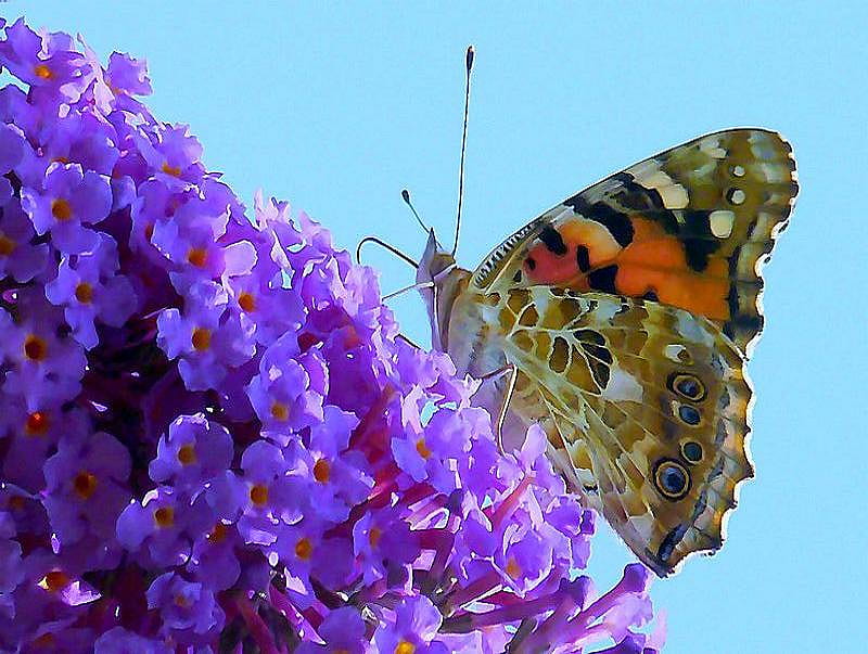 Passion for purple, butterfly, purple, brown, orange, flowers, black, white, cluster, HD wallpaper