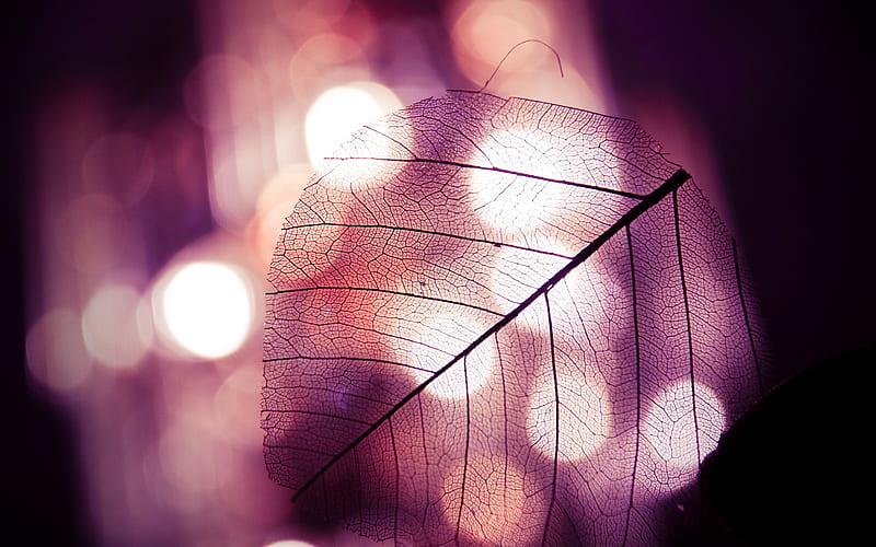 Transparent leaf vein abstract 01, HD wallpaper