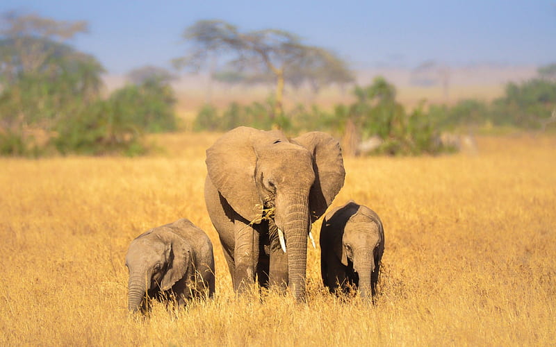 Elephants, Africa, elephant family, wildlife, HD wallpaper
