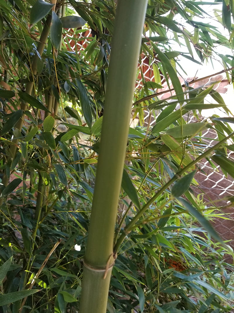 Pandas favorite, panda, bamboo, plant, nature, green, HD phone