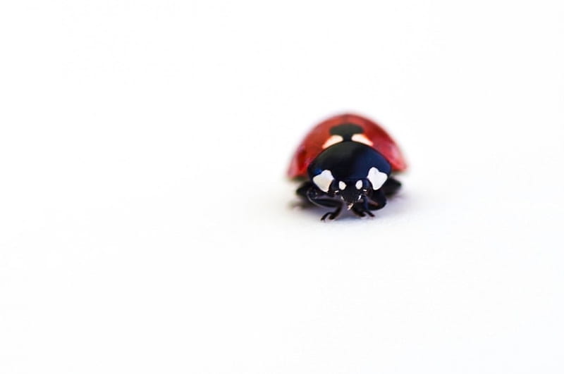 lady in red, bug, cute, ladybug, nature, HD wallpaper