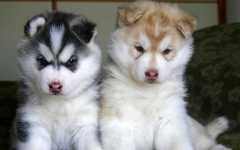 ADOPT US YOU WONT BE SORRY PLEASE, cute, adorable, loveable, pups, HD wallpaper