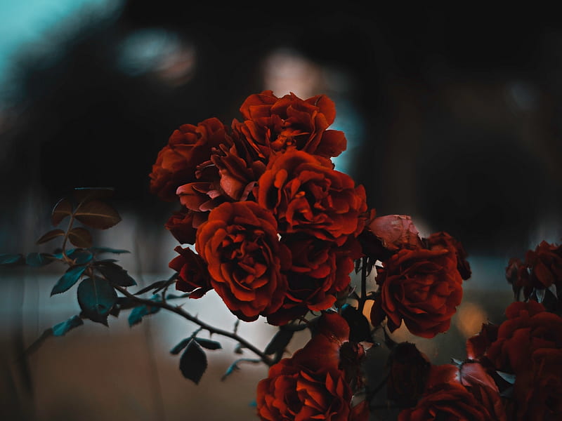 Roses, Red, Flowers, Many, HD wallpaper