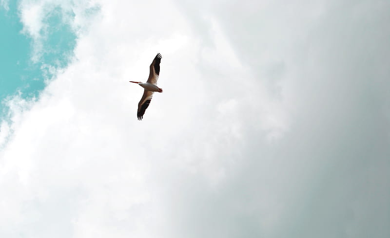pelican, bird, flight, wings, sky, HD wallpaper