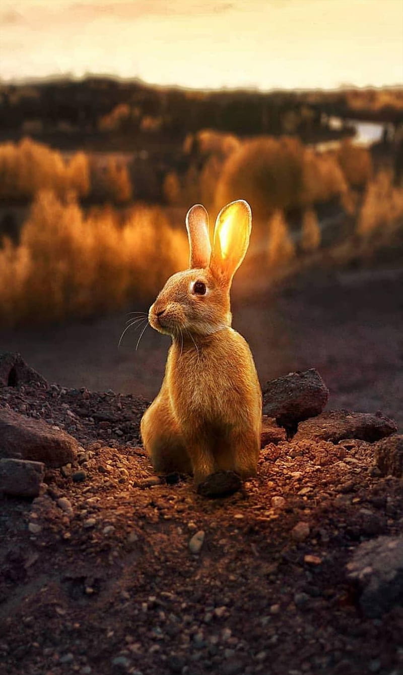 Conejo, conejito, conejos, animal, naturaleza, belleza, amor tierra, Fondo  de pantalla de teléfono HD | Peakpx