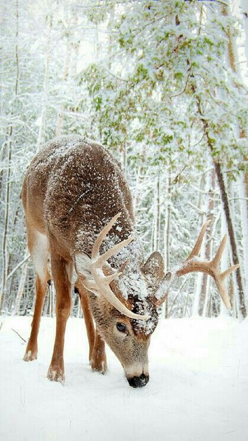 https://w0.peakpx.com/wallpaper/733/881/HD-wallpaper-deer-snow-trees-winter.jpg