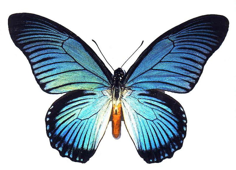 Swallowtail, antennae, black edge, black, veined, zalmoxis swallowtail, blue, HD wallpaper