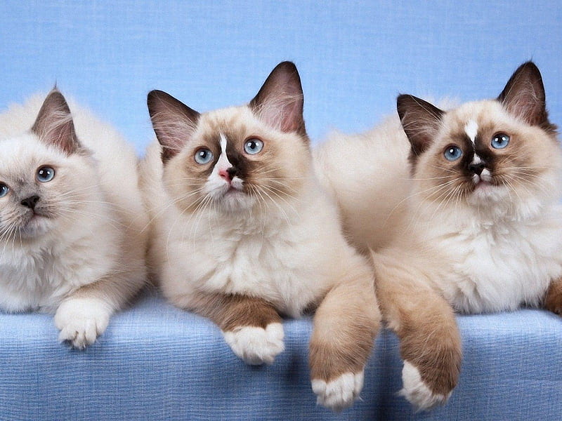 Three Rag-doll Kittens, cute, ragdoll, kittens, cat, animal, HD wallpaper