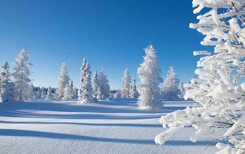 Winter, kakisa, northwest territories, peisaj, tree, snow, white, blue, canada, HD wallpaper