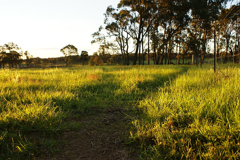 Grass pathes in the sun, low camera, sun, grass, pathes, HD wallpaper ...