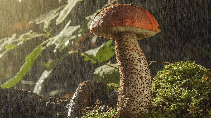 Mushroom During Rainy Time Nature, HD wallpaper