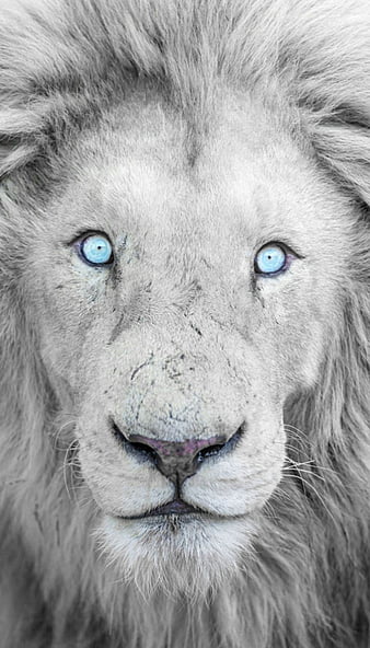 Blue Eye Lion iPhone - iPhone : iPhone . Fotos de leÃ£o, Fotografia de ...