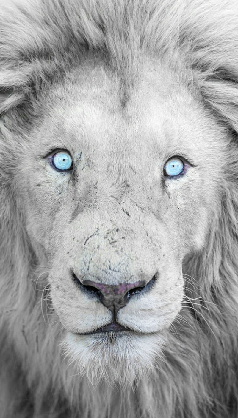 Lion, animal, blue, eyes, light blue, white, HD phone wallpaper