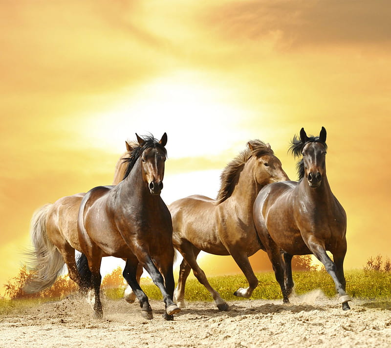 Horses, running, HD wallpaper