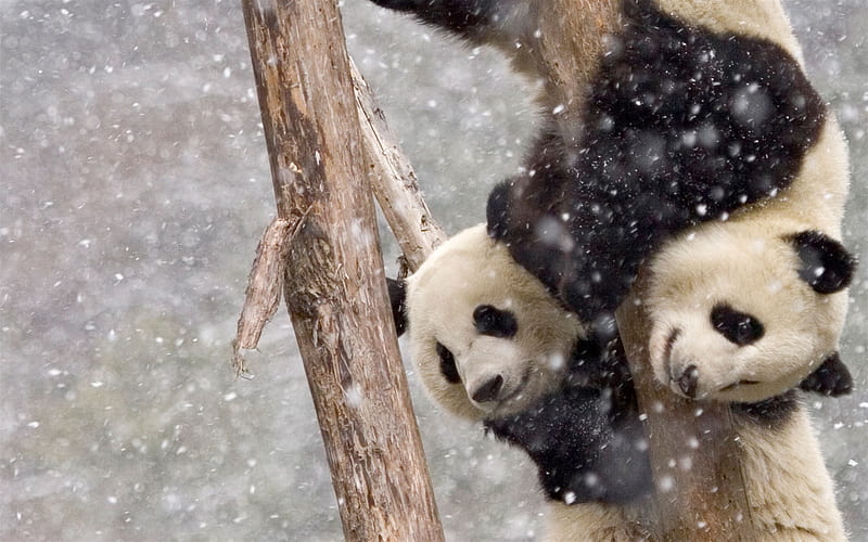 pandas, winter, cute animals, small panda, zoo, Ailuropoda, HD wallpaper