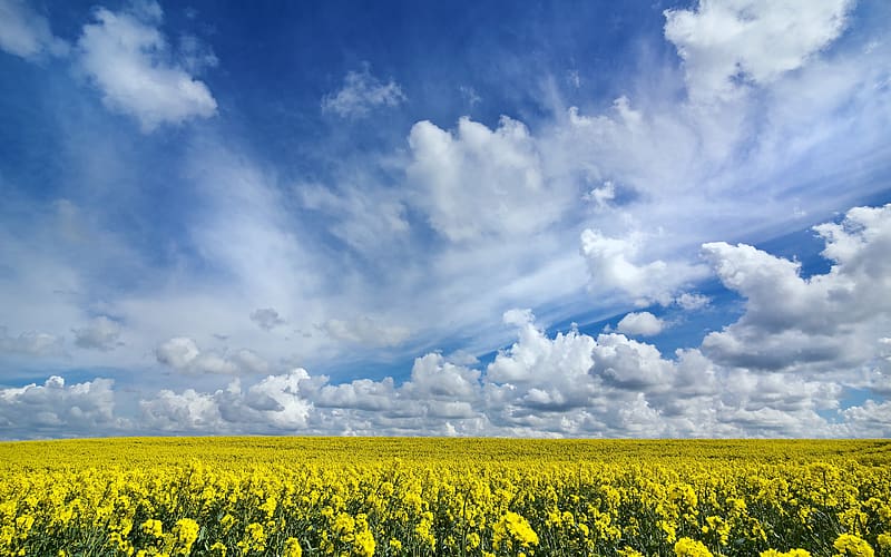 Nature, Sky, Summer, , Field, Cloud, Yellow Flower, Rapeseed, HD wallpaper