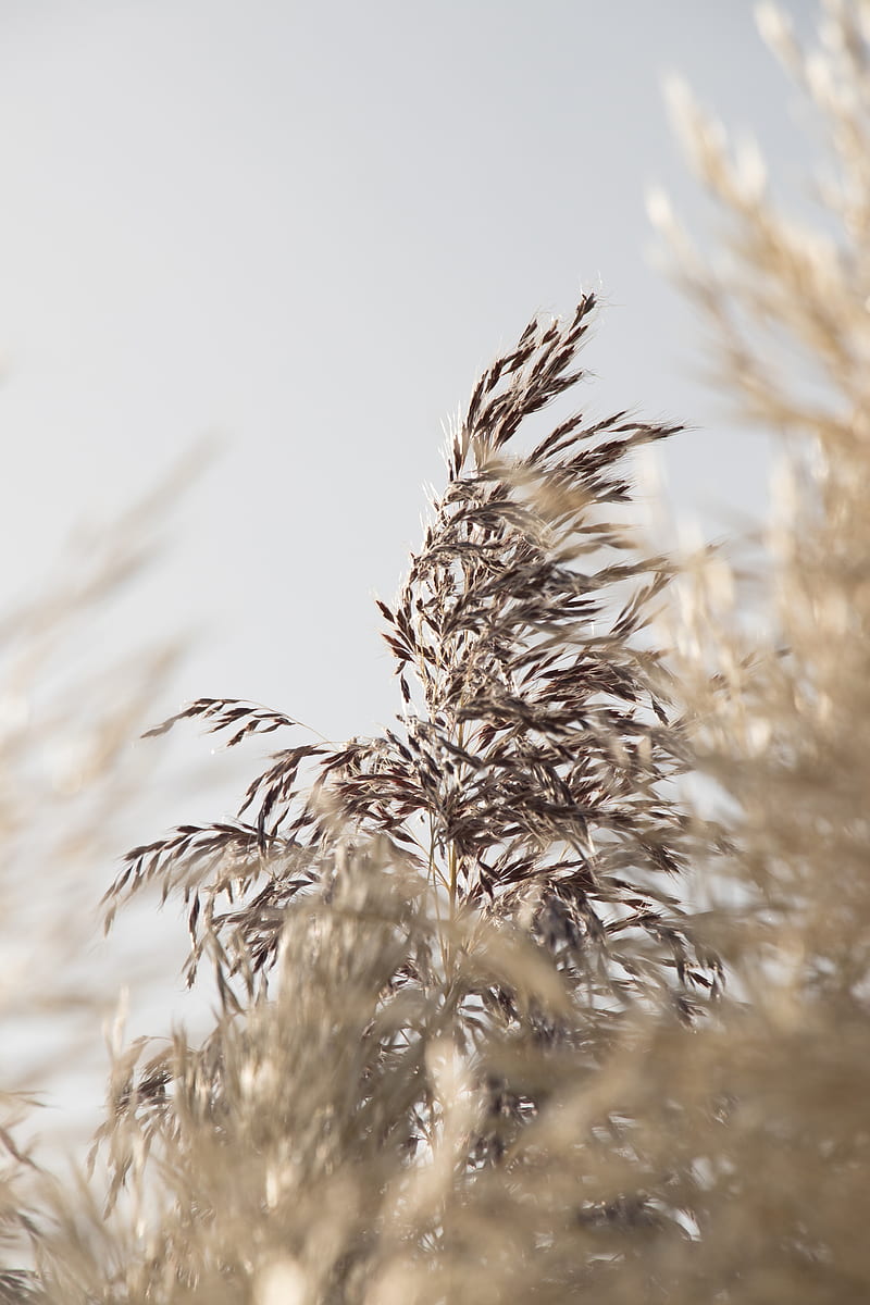 grass, spike, plant, grain, macro, HD phone wallpaper