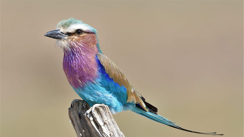 Colorful Africa South Luangwa Zambia Bird Lilac-Breasted Roller Birds, HD wallpaper