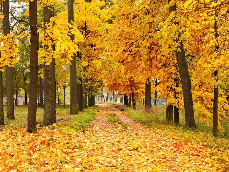 Yellow Forest, forest, autumn, yellow, path, trees, HD wallpaper | Peakpx