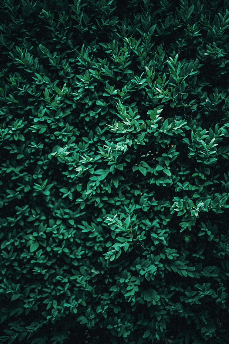 bush, leaves, macro, green, HD phone wallpaper