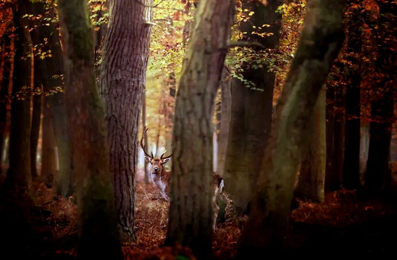 Autumn Buck Forest Trees Autumn Buck HD wallpaper Peakpx