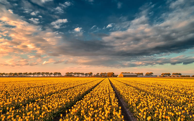 yellow tulips, tulip field, sunset, evening, summer, wildflowers, tulips, Netherlands, HD wallpaper