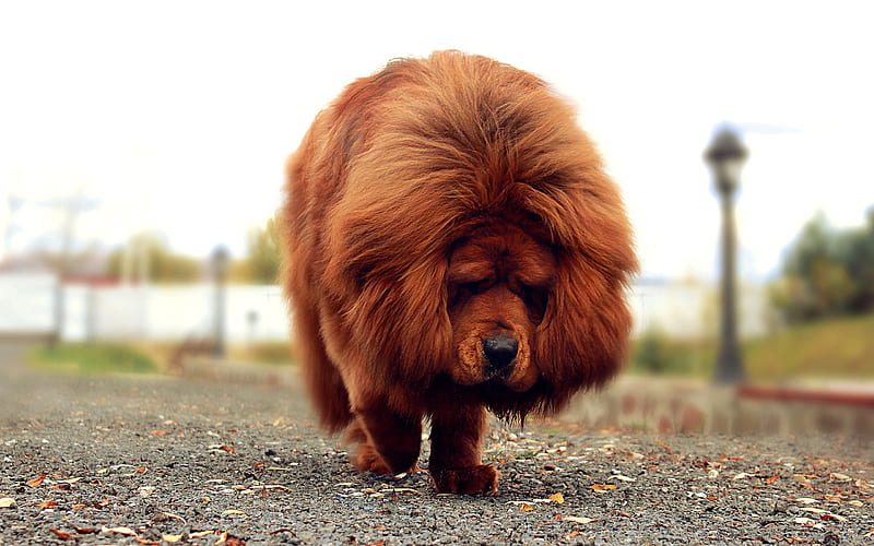 Tibetan Mastiff, fluffy dog, sad dog, brown Tibetan Mastiff, pets, cute animals, dogs, funny dog, Tibetan Mastiff Dog, HD wallpaper
