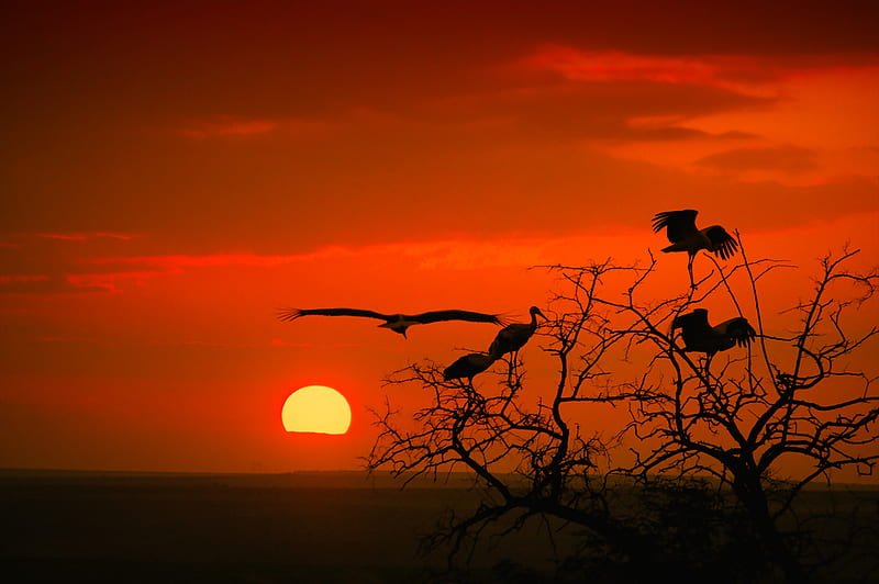 Amazing Sunset, birs, red, amazing, tree, sun, lovely, stork, silhouette, HD wallpaper