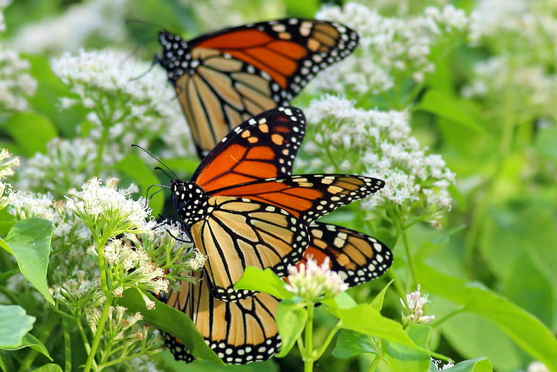 monarchs roost, flower, insect, butterfly, monarch, HD wallpaper